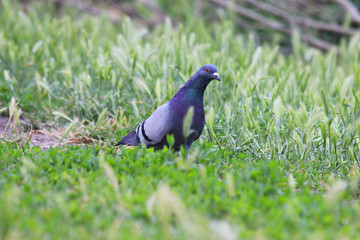 Pigeon in the grass in summer