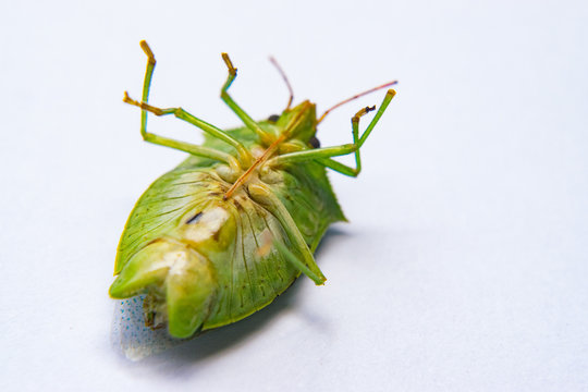 Dead Green flying bug called percevejo