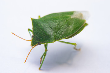Green flying bug percevejo