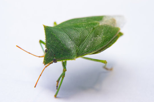 Green flying bug percevejo