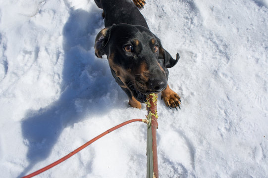 Black-tanted dachshund gnaws a stick