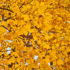 Bright autumn leaves background