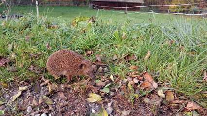 hedgehog © Redfox1980