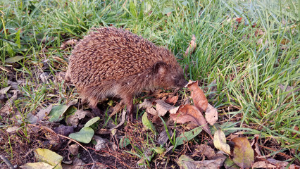 hedgehog © Redfox1980