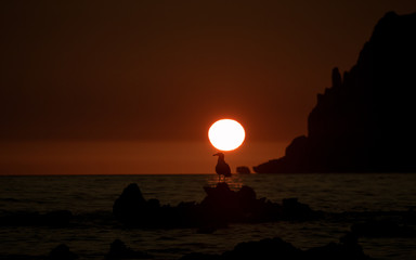 Sunset seagull