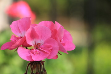 Fototapeta premium Pink Flower