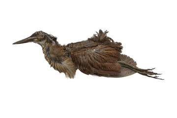 Brown bird dead on a white background.