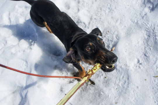 Black-tanted dachshund gnaws a stick