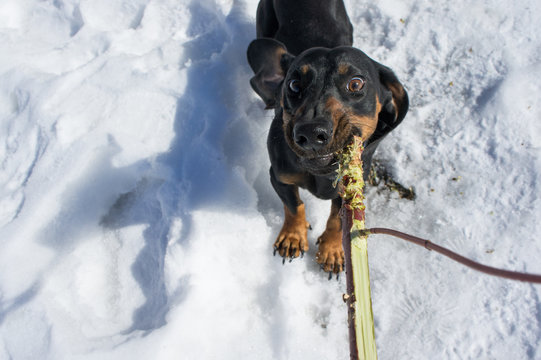 Black-tanted dachshund gnaws a stick