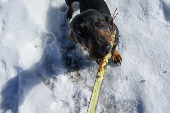 Black-tanted dachshund gnaws a stick
