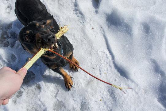 Black-tanted dachshund gnaws a stick