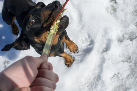 Black-tanted dachshund gnaws a stick