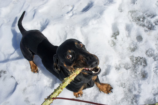 Black-tanted dachshund gnaws a stick