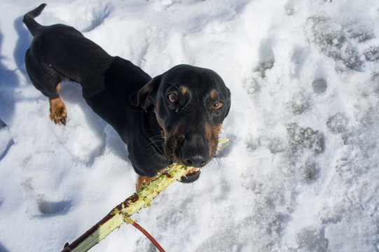 Black-tanted dachshund gnaws a stick