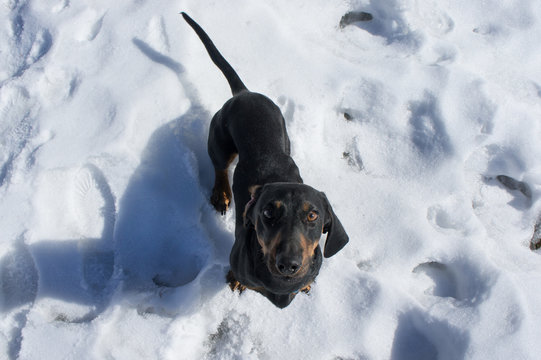 Black-tanted dachshund stands on the snow