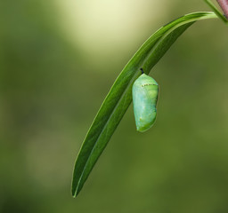 Monarch butterfly chrysalis or pupa attached to a milkweed leaf. Natural green background with copy space.  - obrazy, fototapety, plakaty