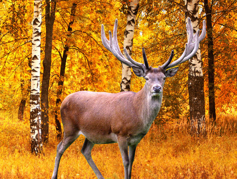 Fototapeta Deer.animal.nature