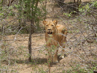 South African wildlife