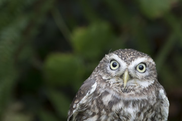 little owl close up portrait while perched