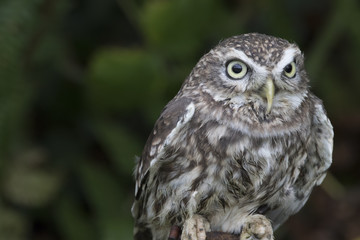 little owl close up portrait while perched