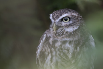 little owl close up portrait while perched