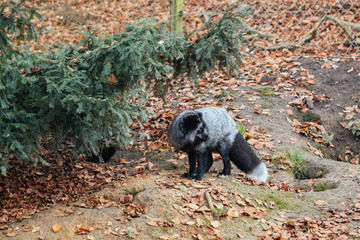 Silberfuchs