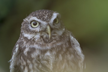 little owl close up portrait while perched
