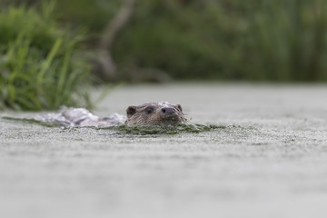 euroasian otter portrait while eating, swimming just above water