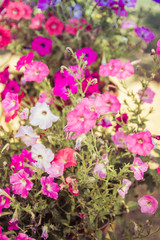 Many colors of petunia. Flower bed