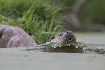 euroasian otter portrait while eating, swimming just above water