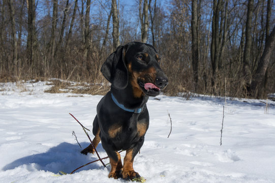 Black-tanted dachshund gnaws a stick