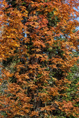 background of yellow leaves of trees
