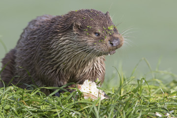 euroasian otter portrait while eating, swimming just above water