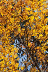 background of yellow leaves of trees