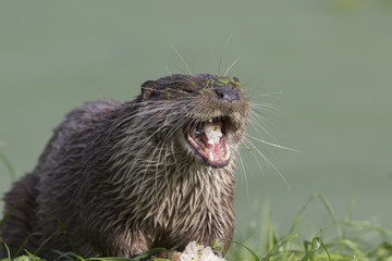 euroasian otter portrait while eating, swimming just above water