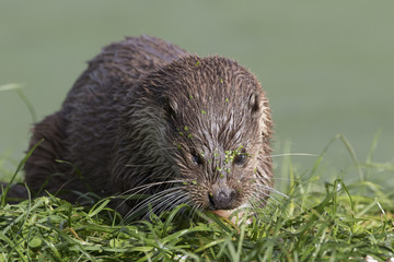 euroasian otter portrait while eating, swimming just above water
