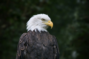 Seeadler  portrait