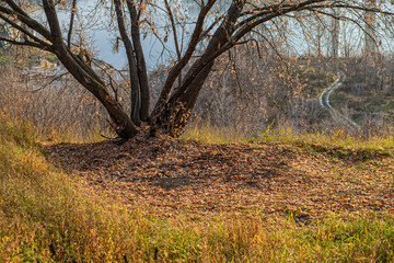 Obraz premium tree on a background of autumn foliage