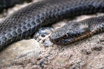 Head of vipers.
