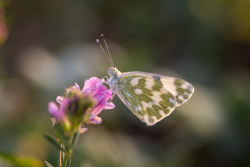 Butterfly Marbled White (Melanargia galathea) on the flower