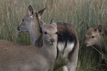sika deer stag, hind, calf portrait within long grass