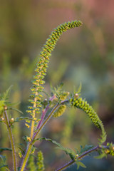 Close up of ragweed, very allergic plant