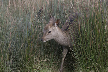 sika deer stag, hind, calf portrait within long grass