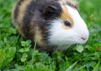guinea pig walks in the fresh air and eating