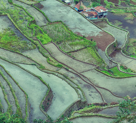   terrace   field for  coultivation of rice