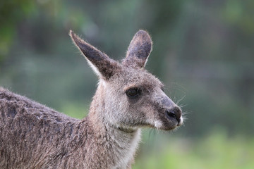 Östliches Graues Riesenkänguru (Macropus giganteus) im Regen in Australien.