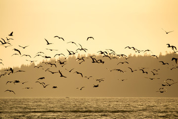 Vogelschwarm im Abendlicht über der Bucht von Port Renfrew auf Vancouver Island, British Columbia, Kanada.