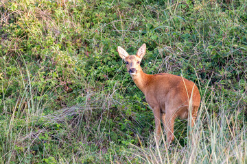Eine Reh (Capreolus capreolus) am frühen Morgen in den Dünen auf der Nordseeinsel Juist in Nordfriesland, Deutschland, Europa.