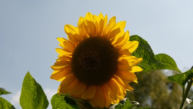 Grande dalia gialla