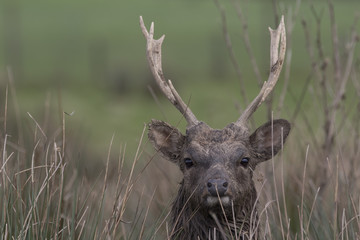 sika deer stag, hind, calf portrait within long grass